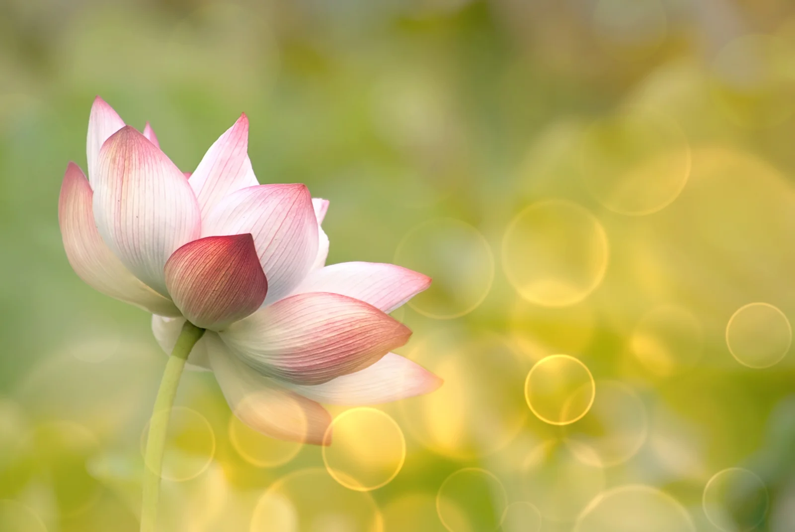 bigstock-Lotus-flowers-in-garden-under--41871190.jpg