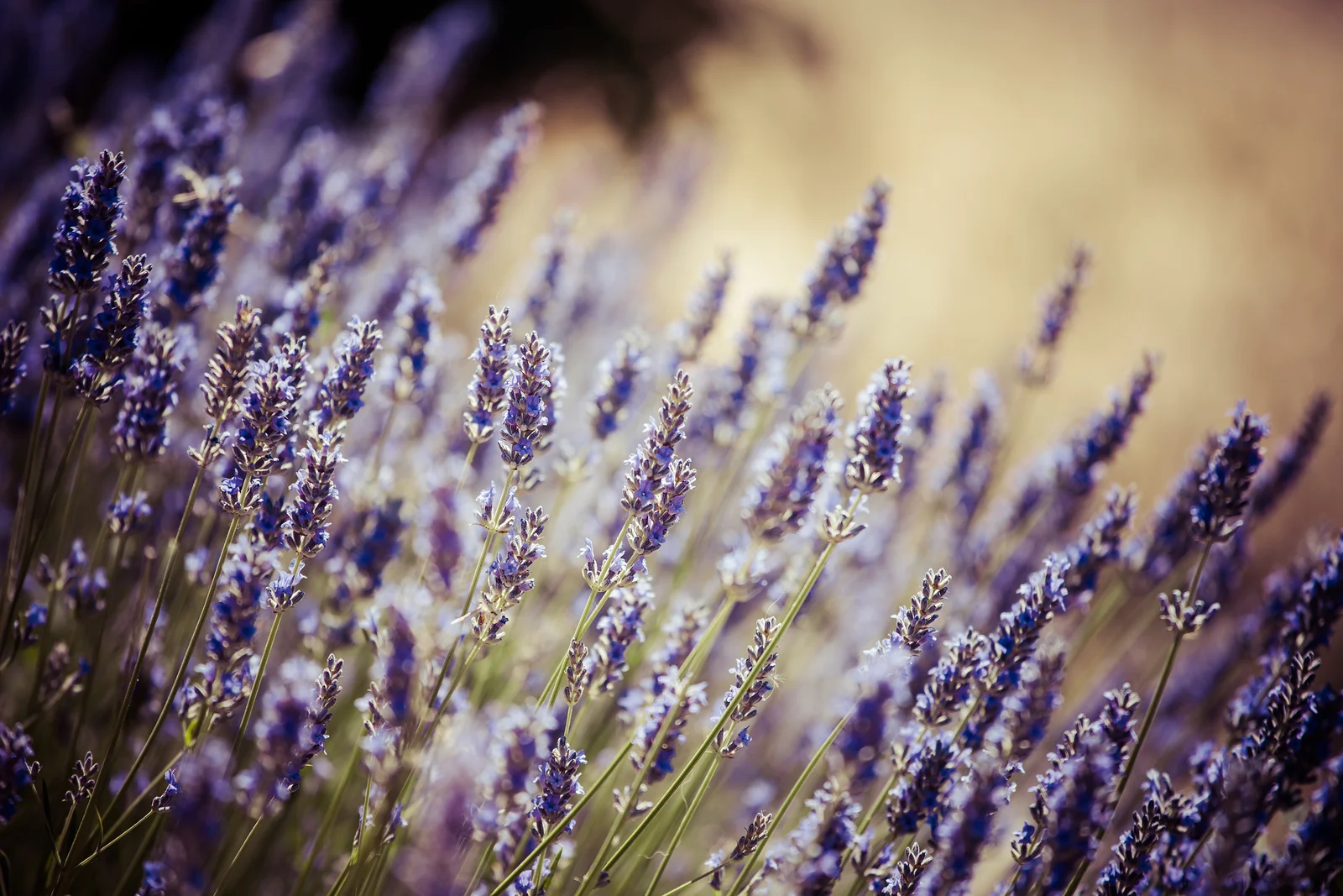 bigstock-Beautiful-Detail-Of-A-Lavender-47067205.jpg