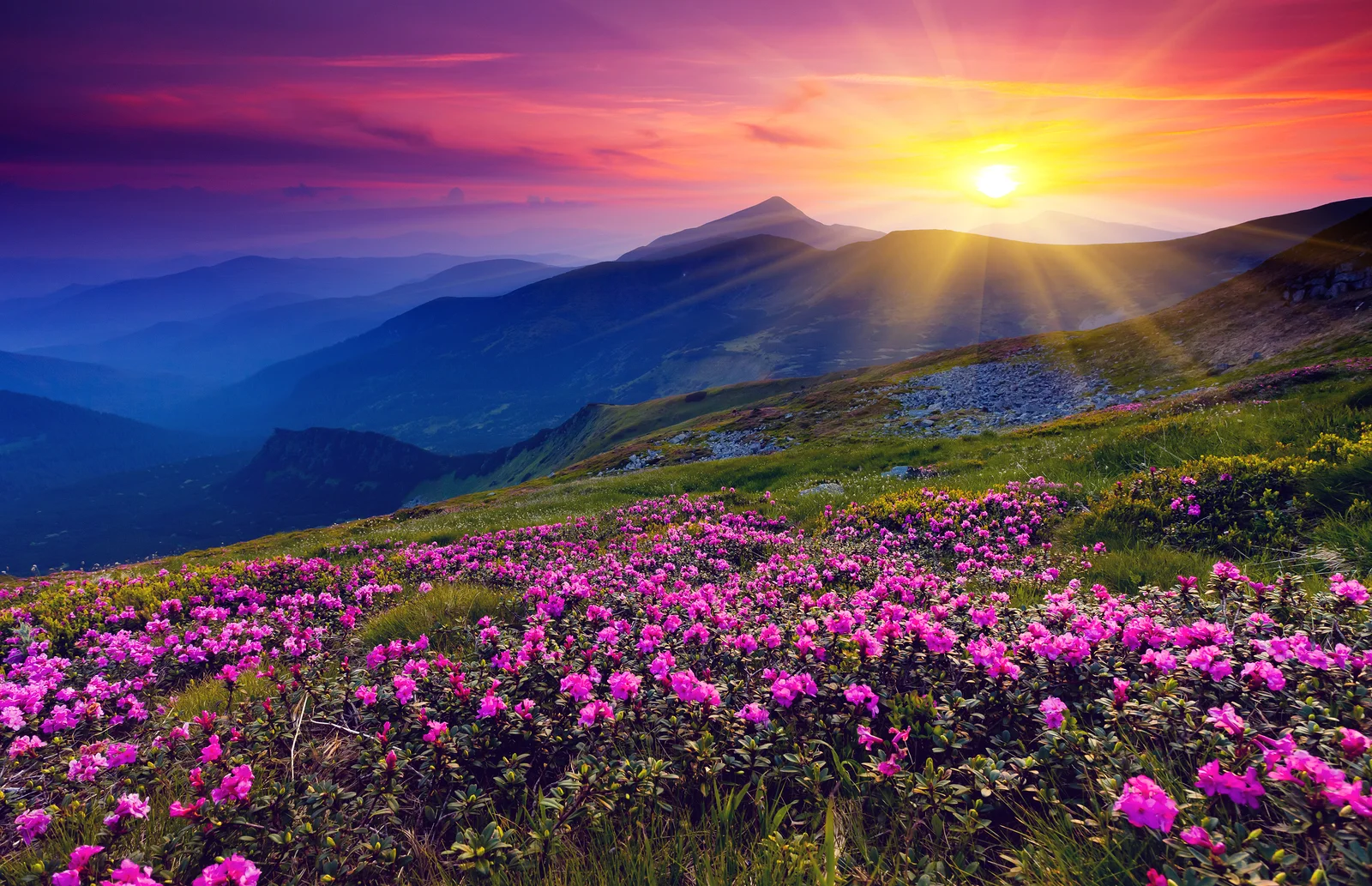 bigstock-Magic-pink-rhododendron-flower-31052468.jpg