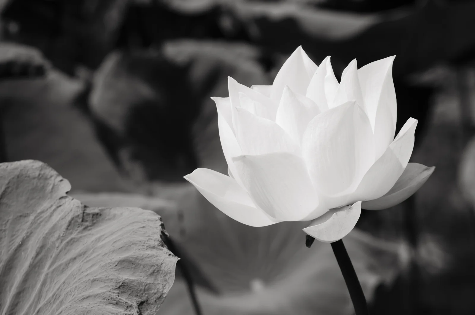 bigstock-White-Lotus-In-Basin---46489687.jpg