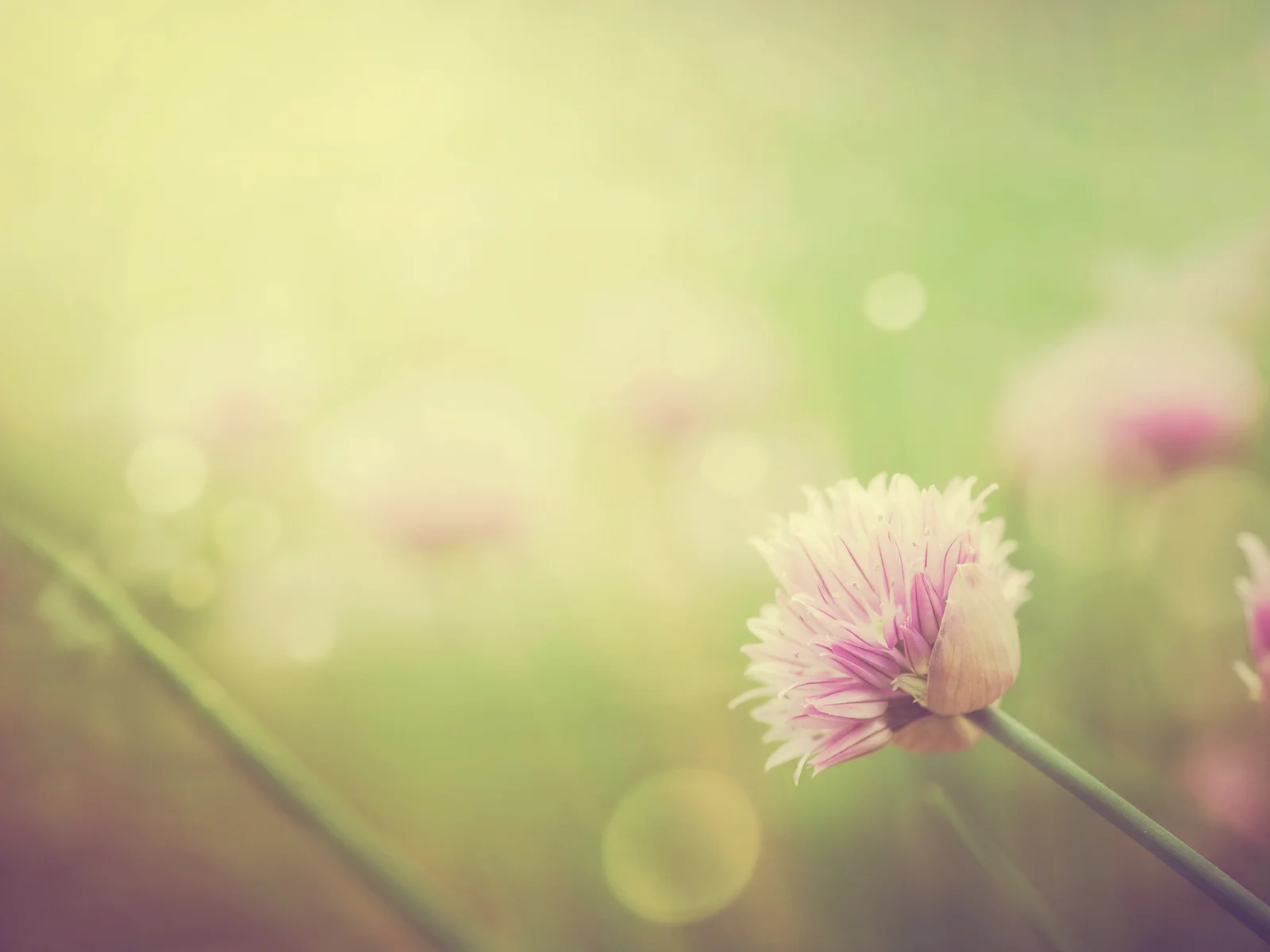 bigstock-Chives-Flowers-58465367.jpg