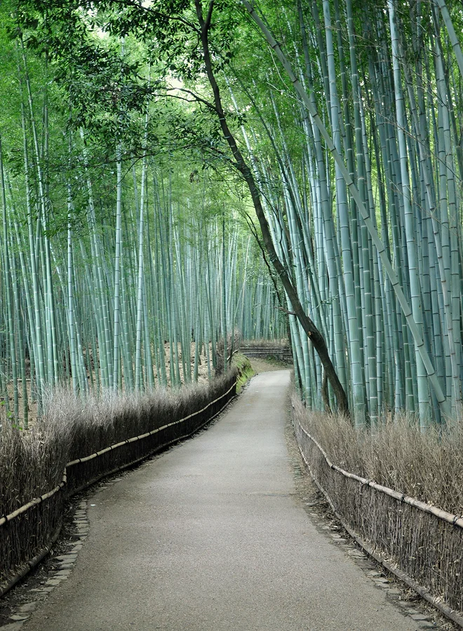 Calm - Open - Nourish Meditation