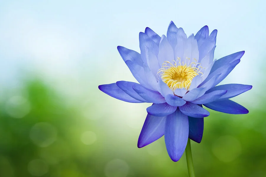 bigstock-Blue-Lotus-On-Spring-Backgroun-61401623.jpg