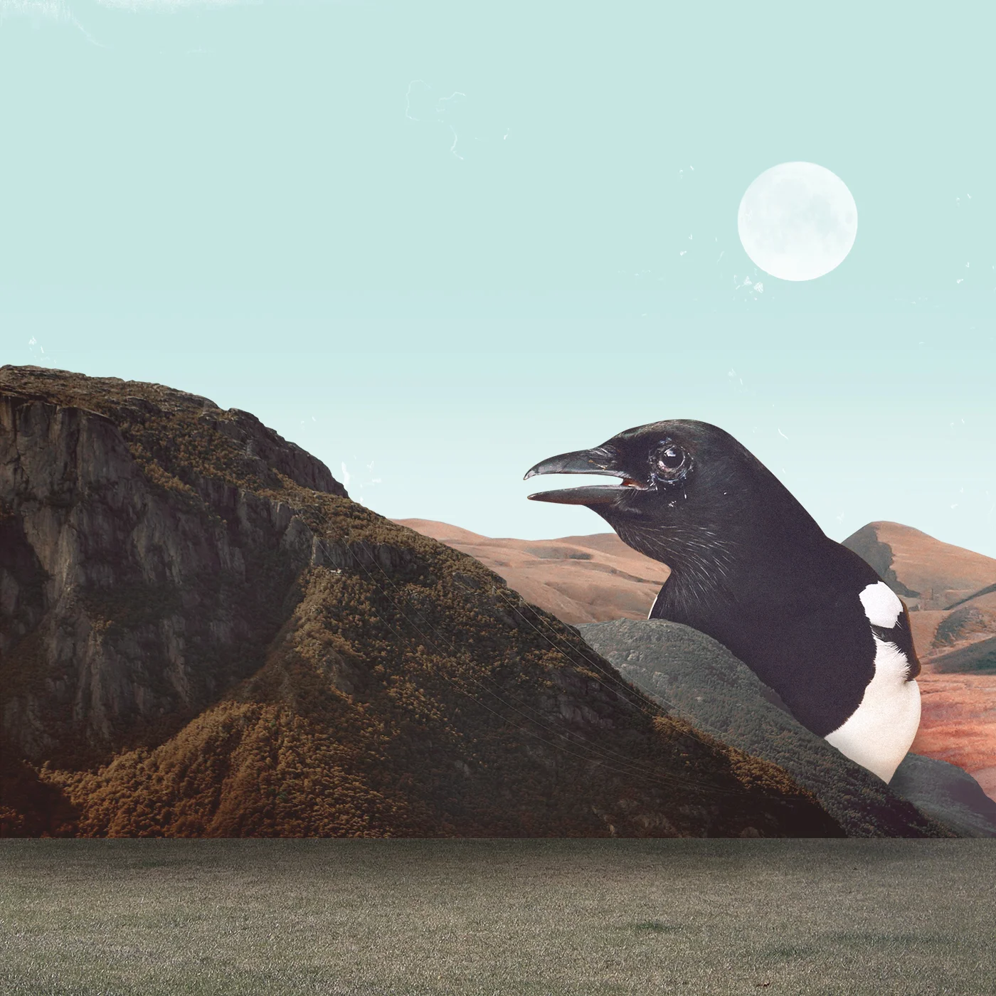 Magpie.jpg