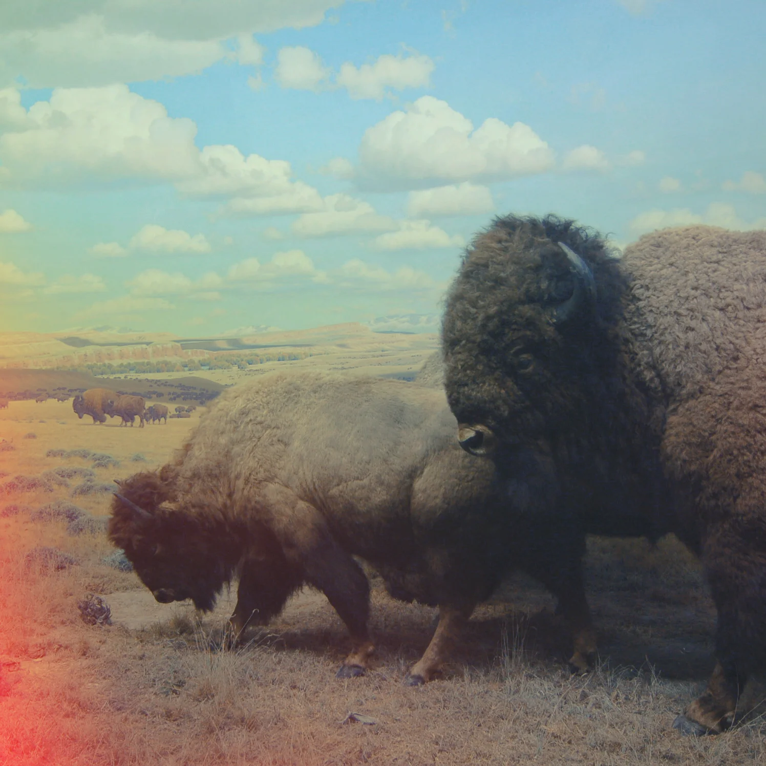 Bison.jpg