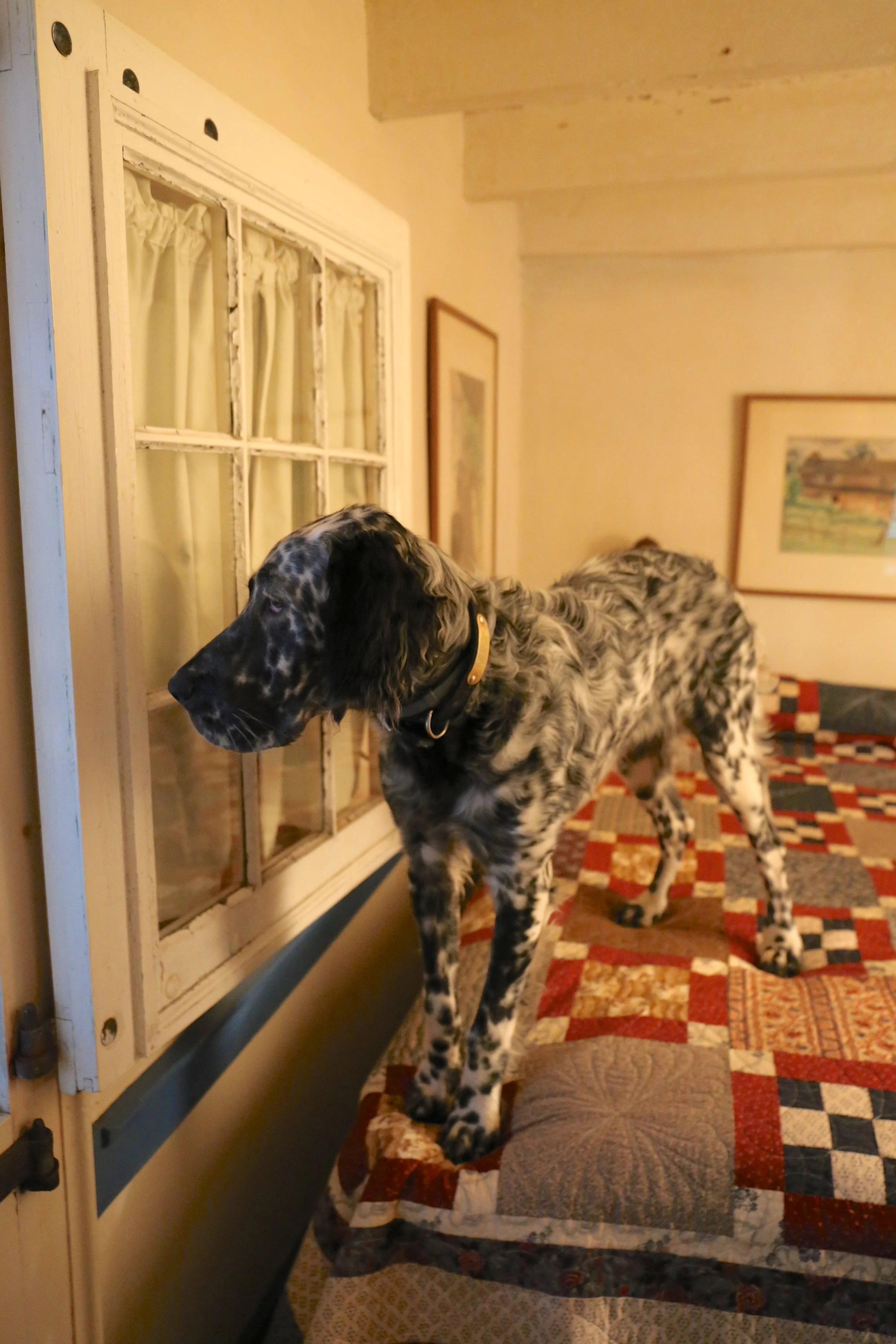 OH Laurel peers out the dutch door onto the porch from George's bed.