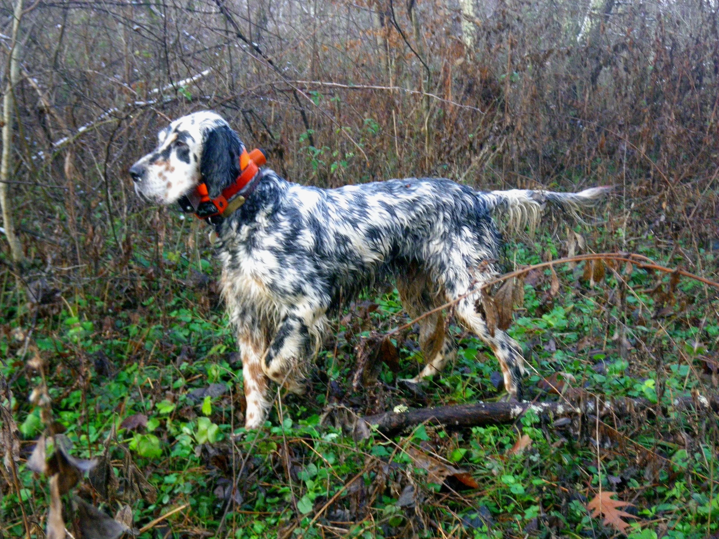 Kade+on+Woodcock+Nov+2018+-+5.jpg