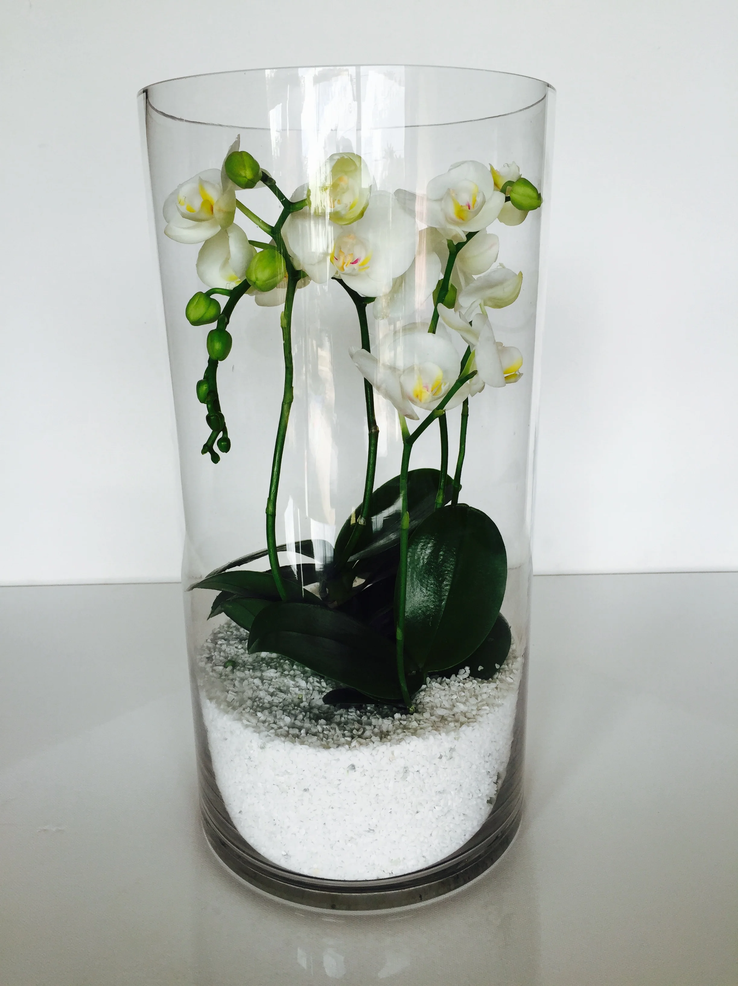 Glass Orchid