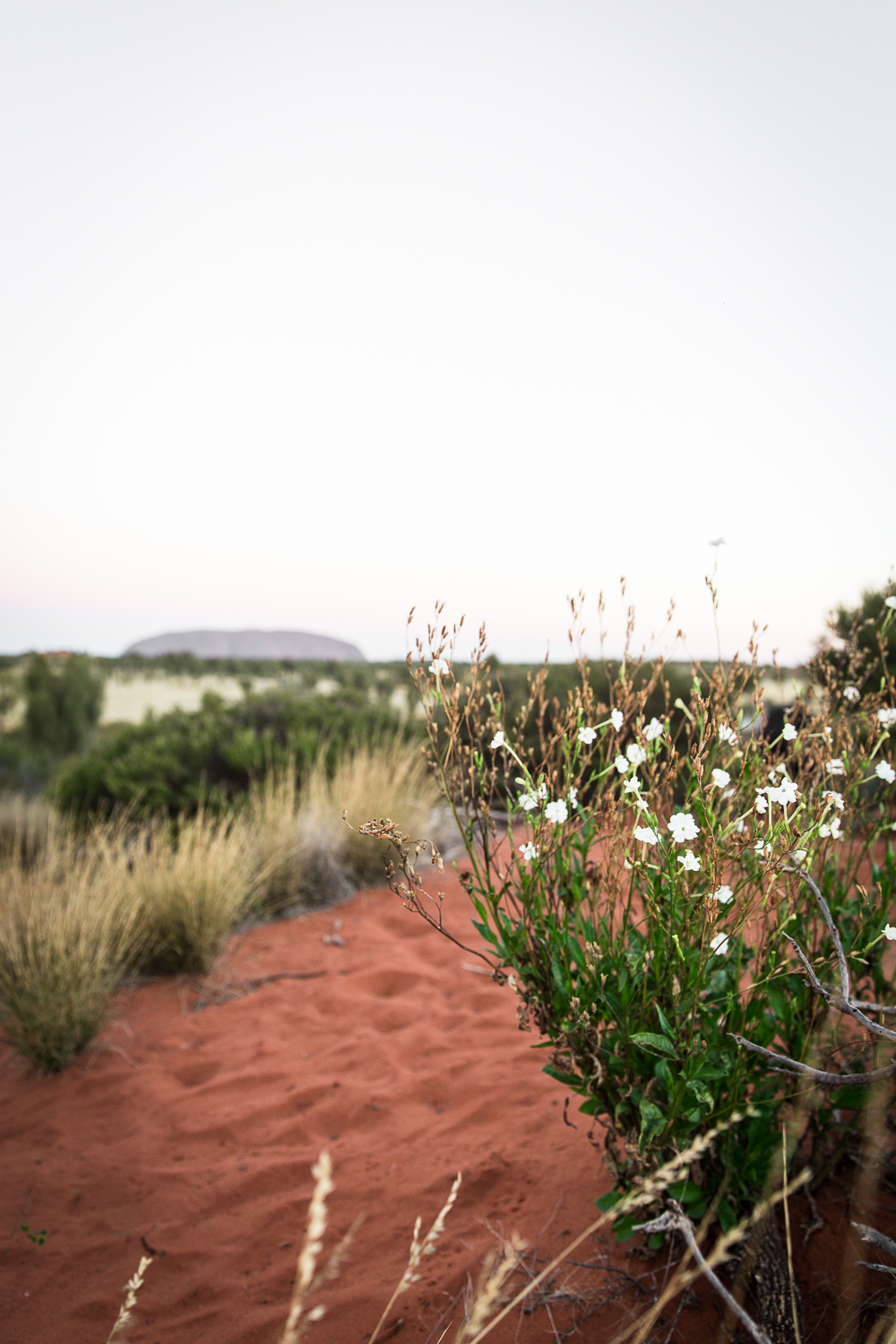 Lean Timms Uluru  (6 of 57).jpg