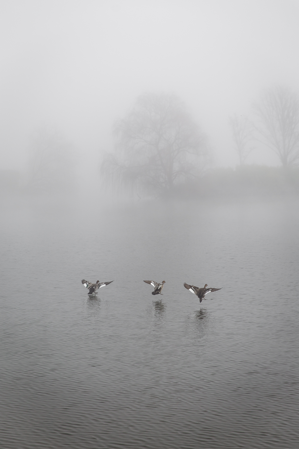 Lean Timms Canberra Fog (6 of 21).jpg