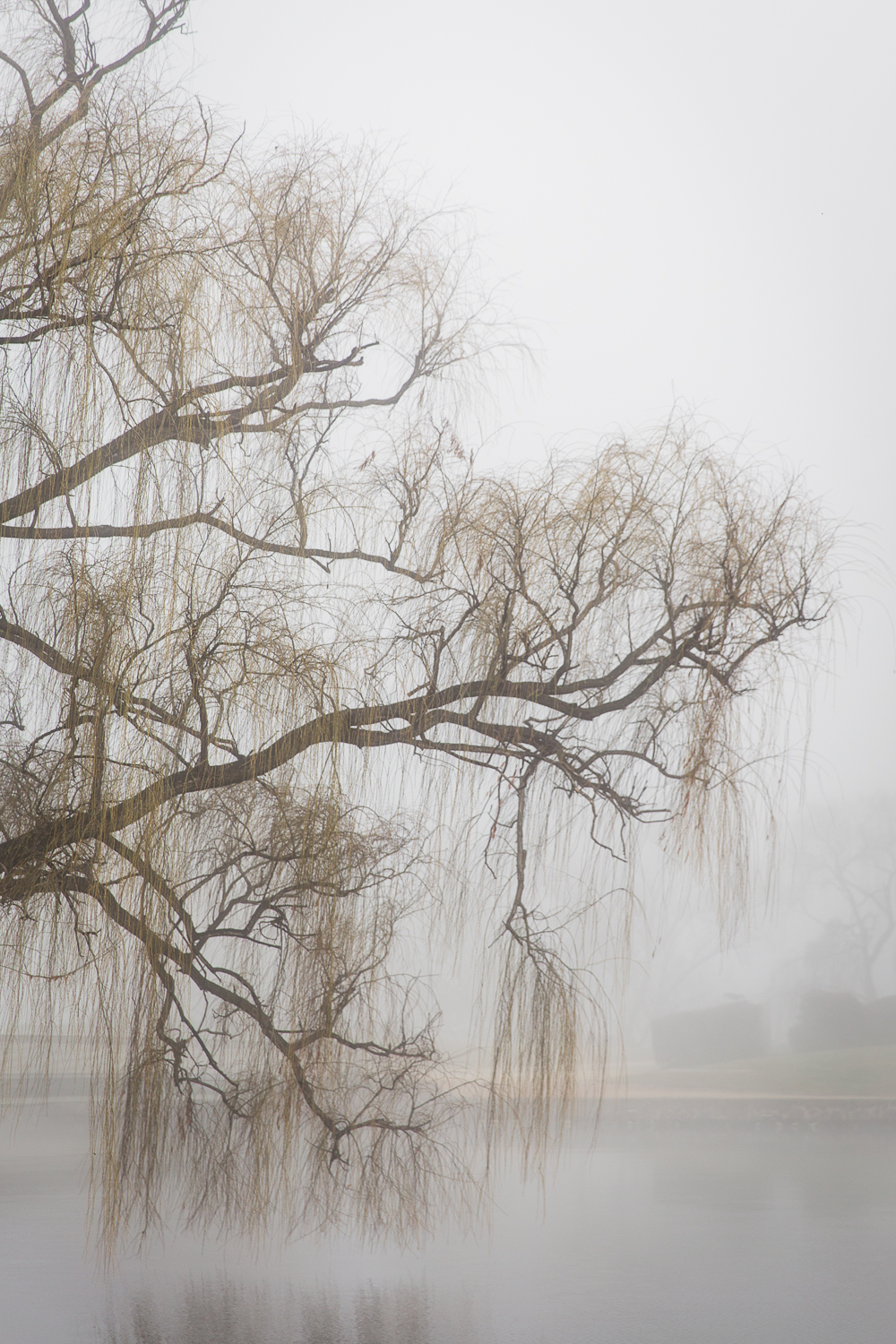 Lean Timms Canberra Fog (7 of 21).jpg