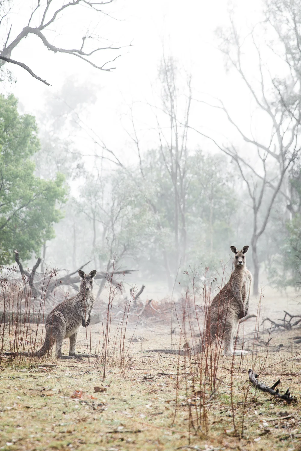 Lean Timms Canberra Fog (15 of 21).jpg