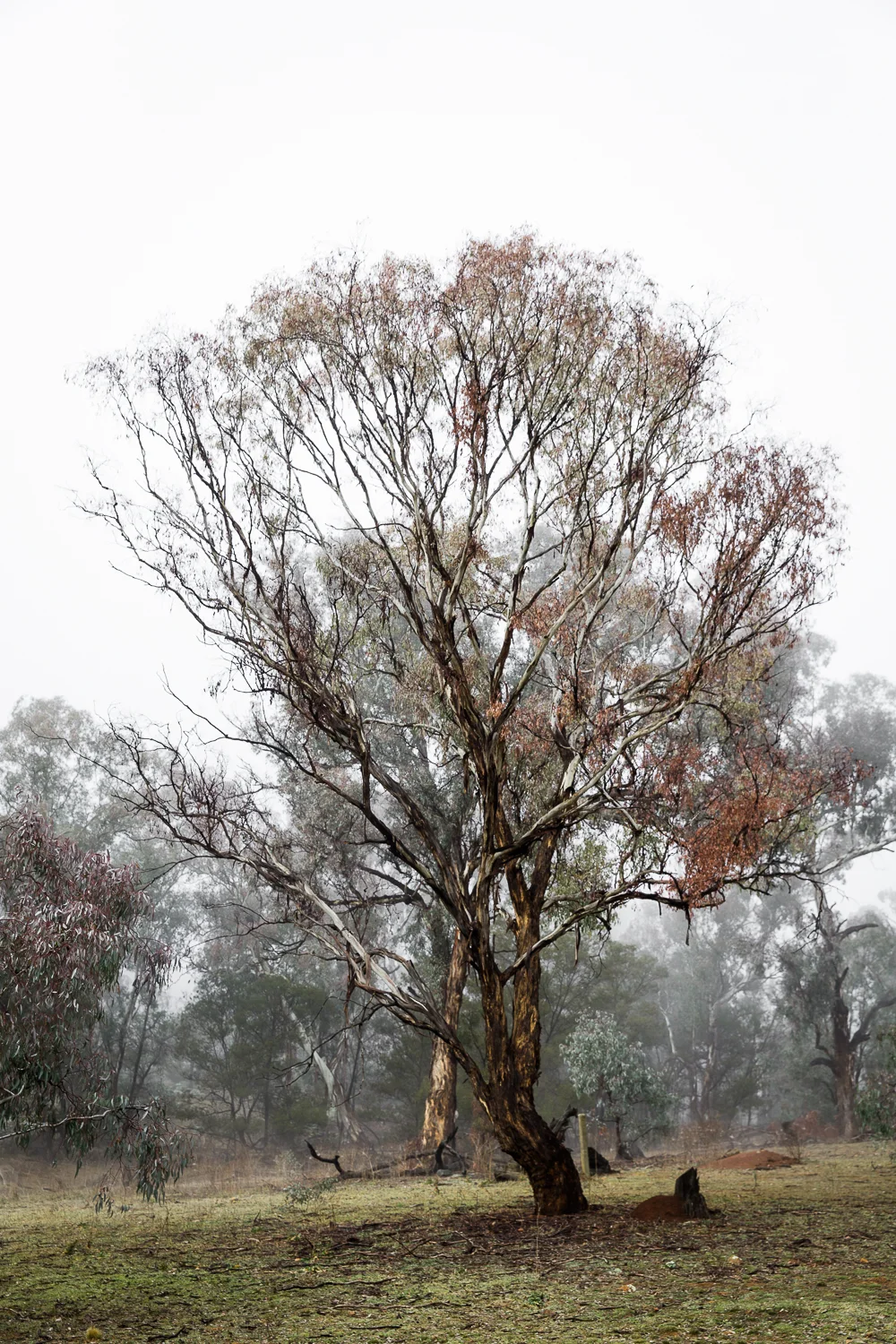Lean Timms Canberra Fog (18 of 21).jpg