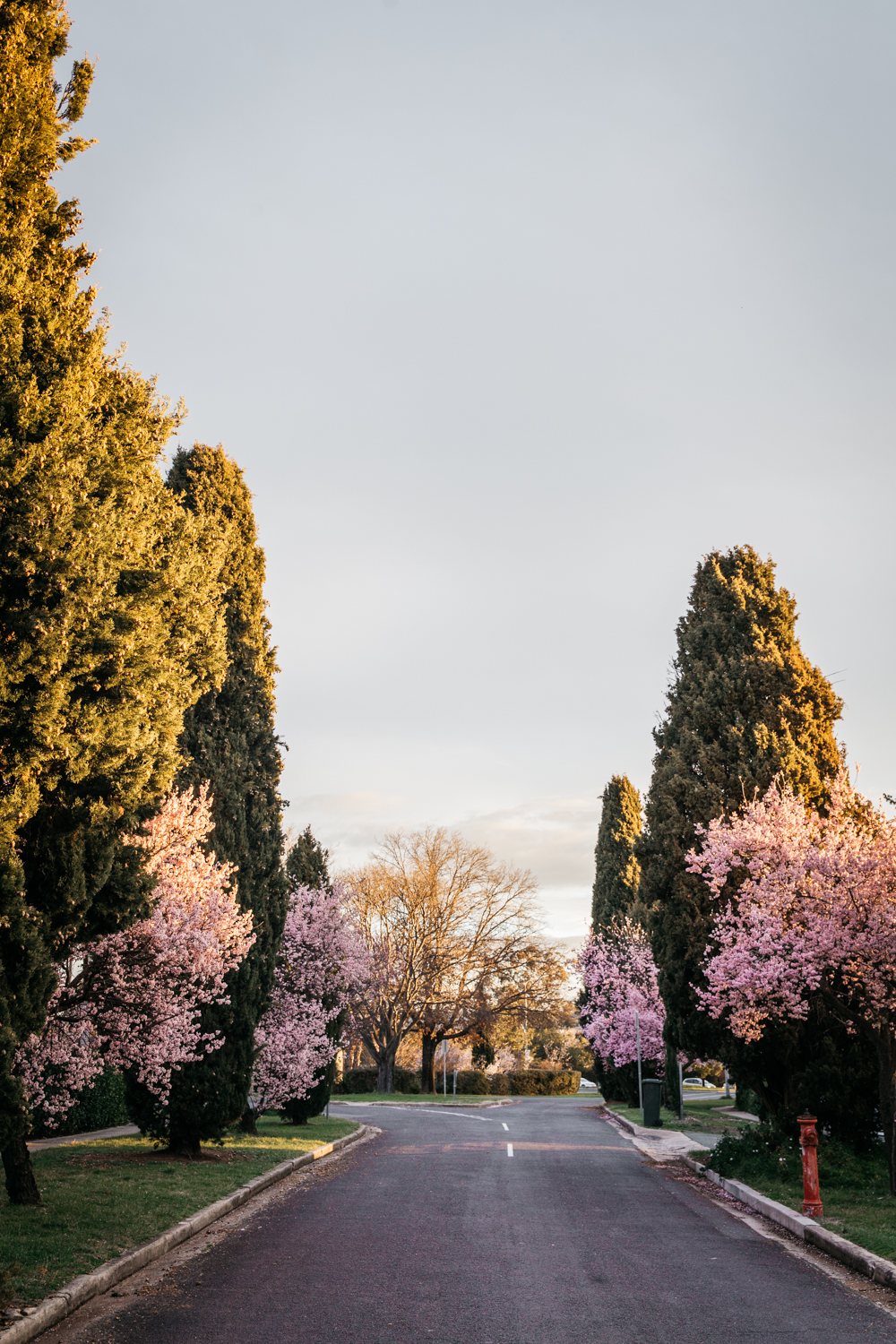 Lean Timms Canberra A8.jpg