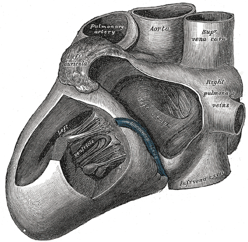 grays anatomy heart 2.png