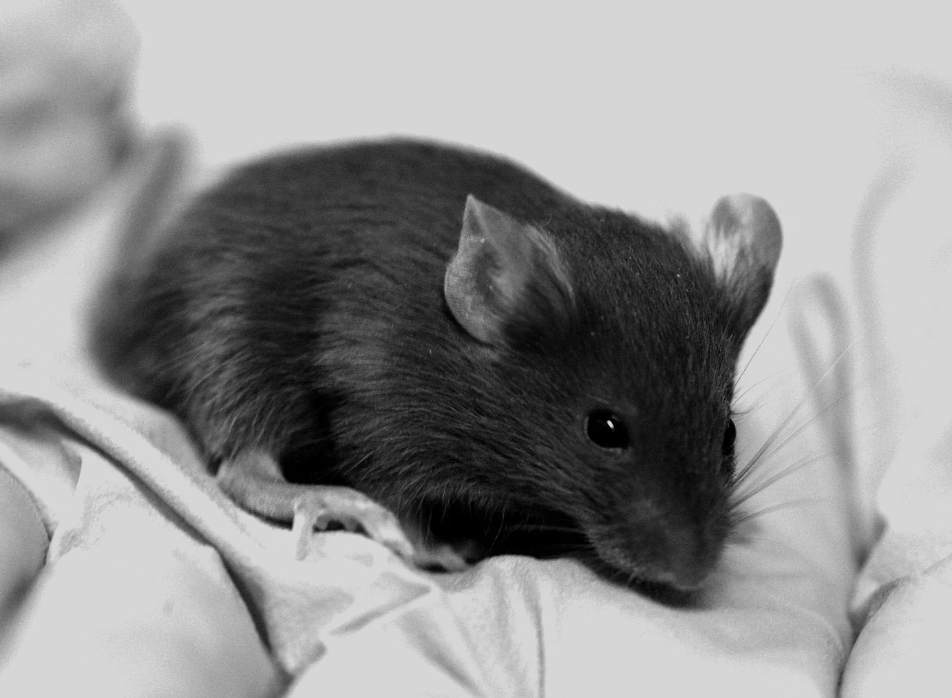 mouse in hand.jpg