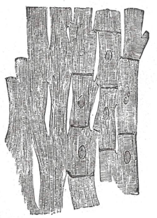 grays anatomy cardiomyoyctes.png
