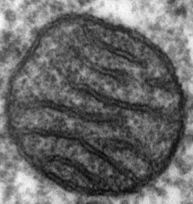mitochondrion-em.jpg