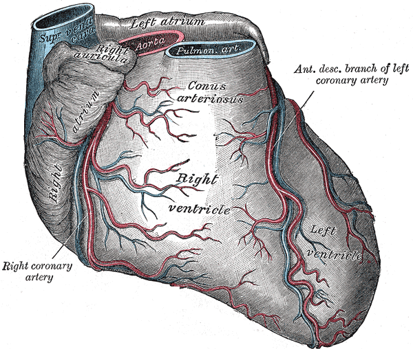 grays anatomy - vessels.png