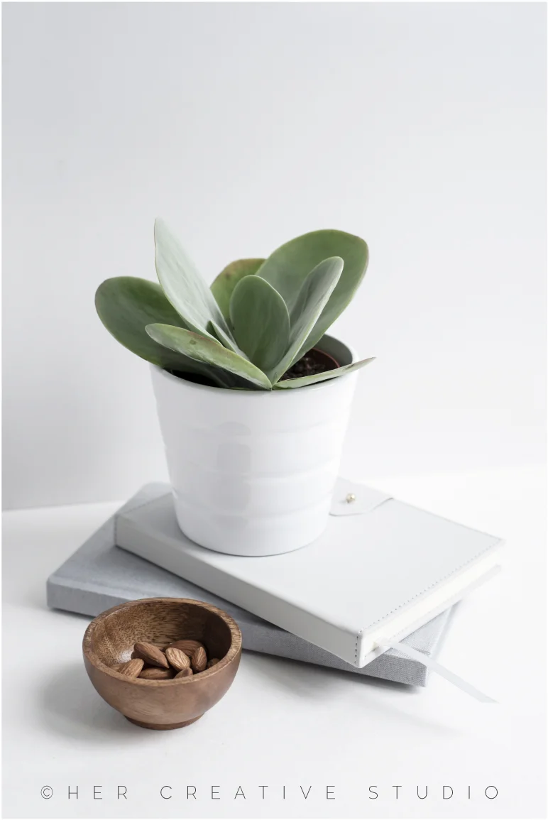 Grey-w-Succulent-6-IE.jpg
