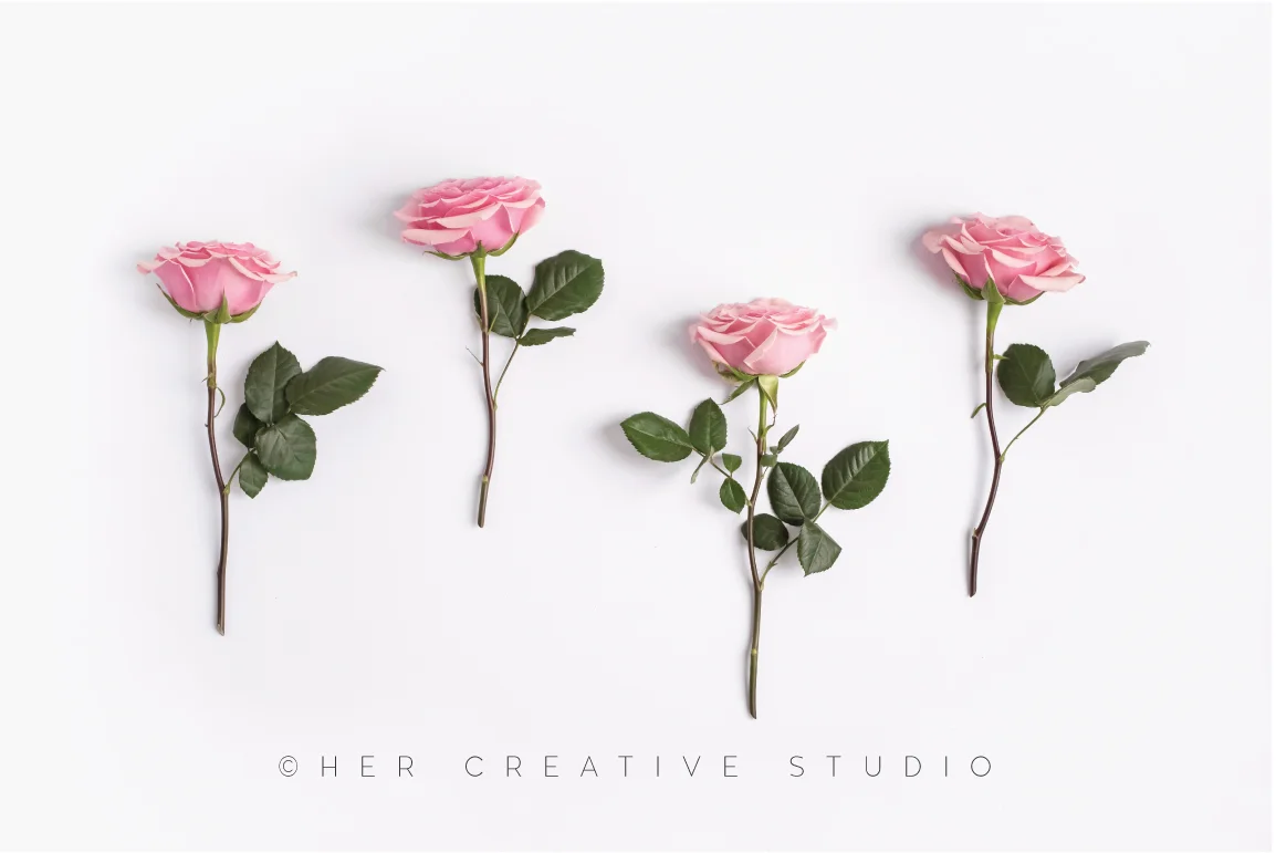Pink-Roses-14-IE.jpg
