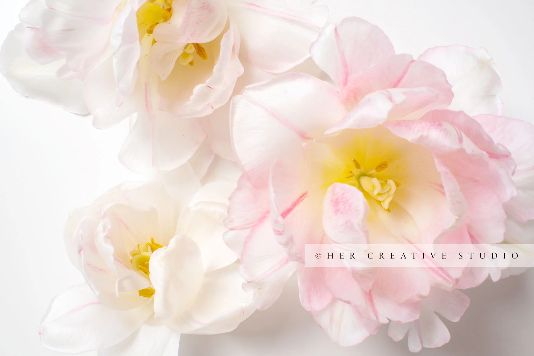 Pale-Pink-tulips-IE.jpg