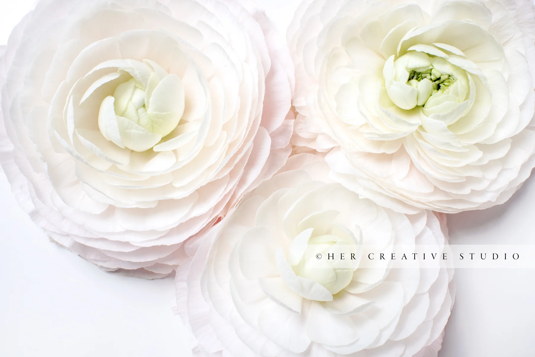 Ranunculus-Pink IE.jpg