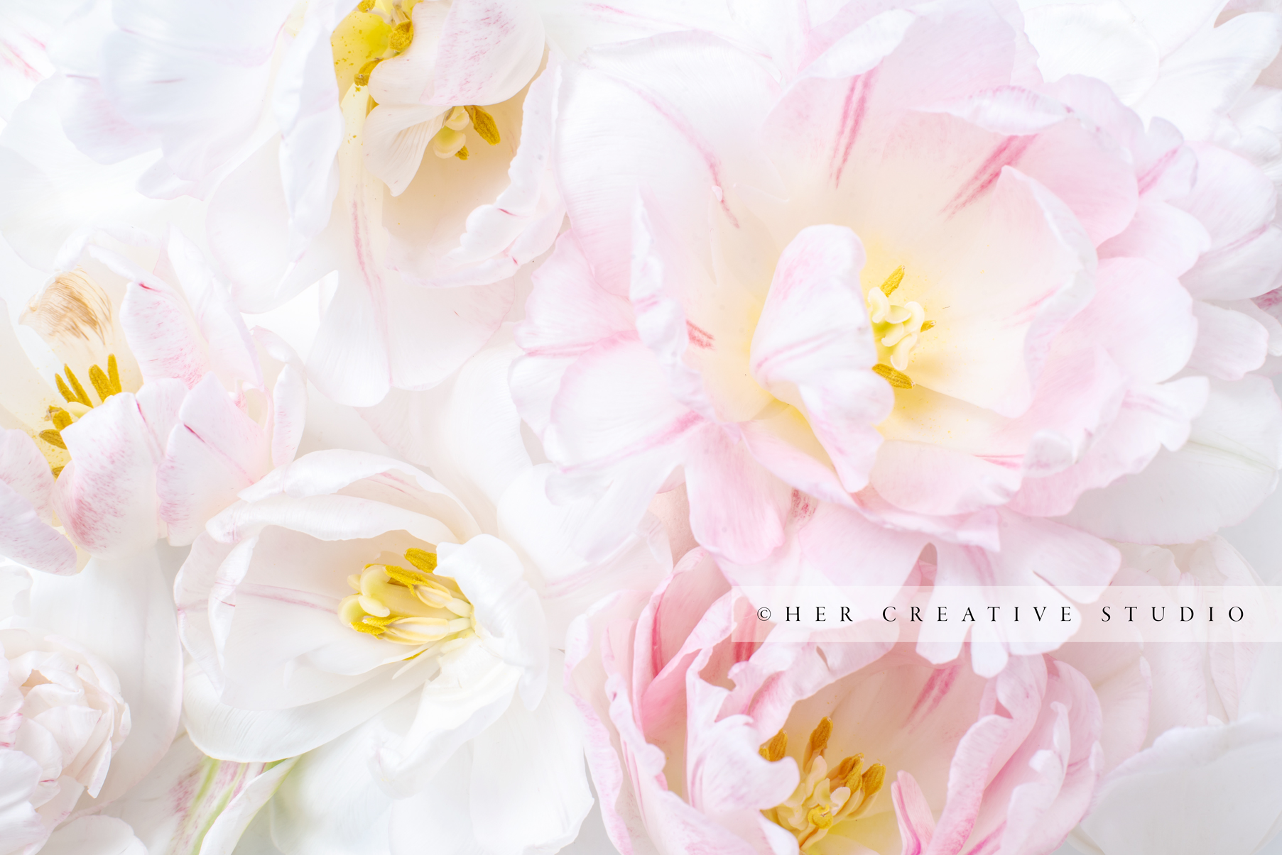Spring-Tulips-IE.jpg