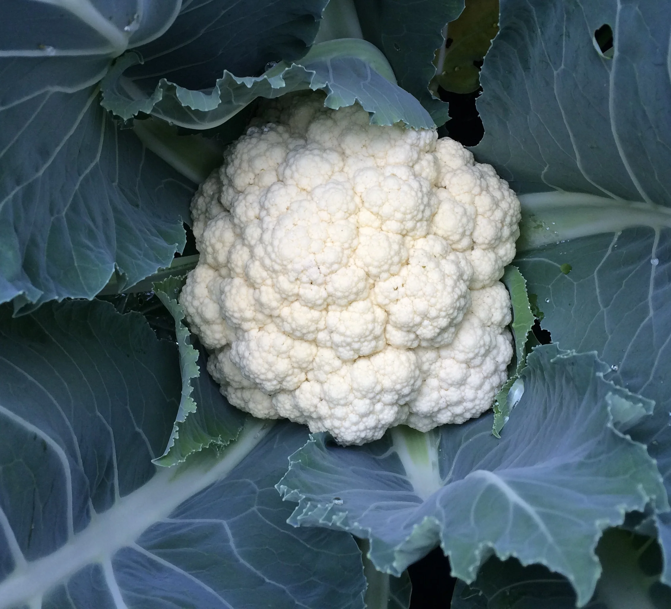 Last year I had several beautiful, enormous heads of cauliflower in my small garden.