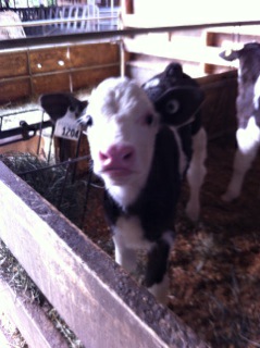 And in this moment Catherine discovered she could see herself raising cows. You have to be calm around cows. You also have to be calm around Catherine. So.