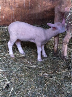 This little guy was cuuu-uuute.
