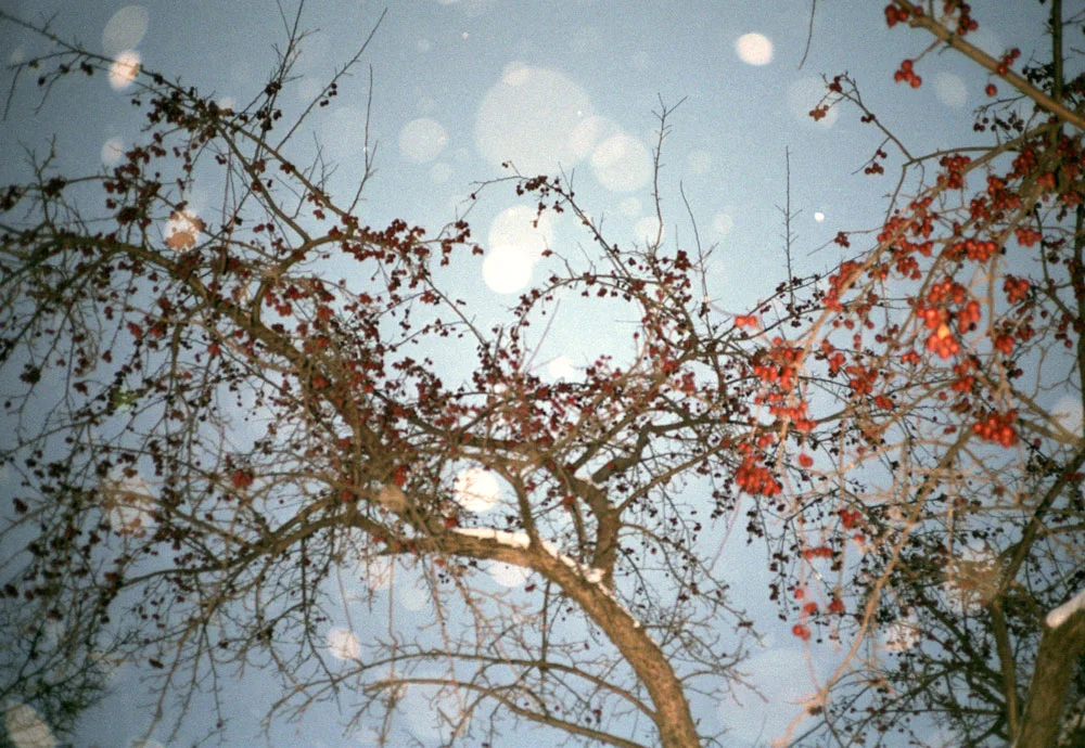 10cherrytree.jpg