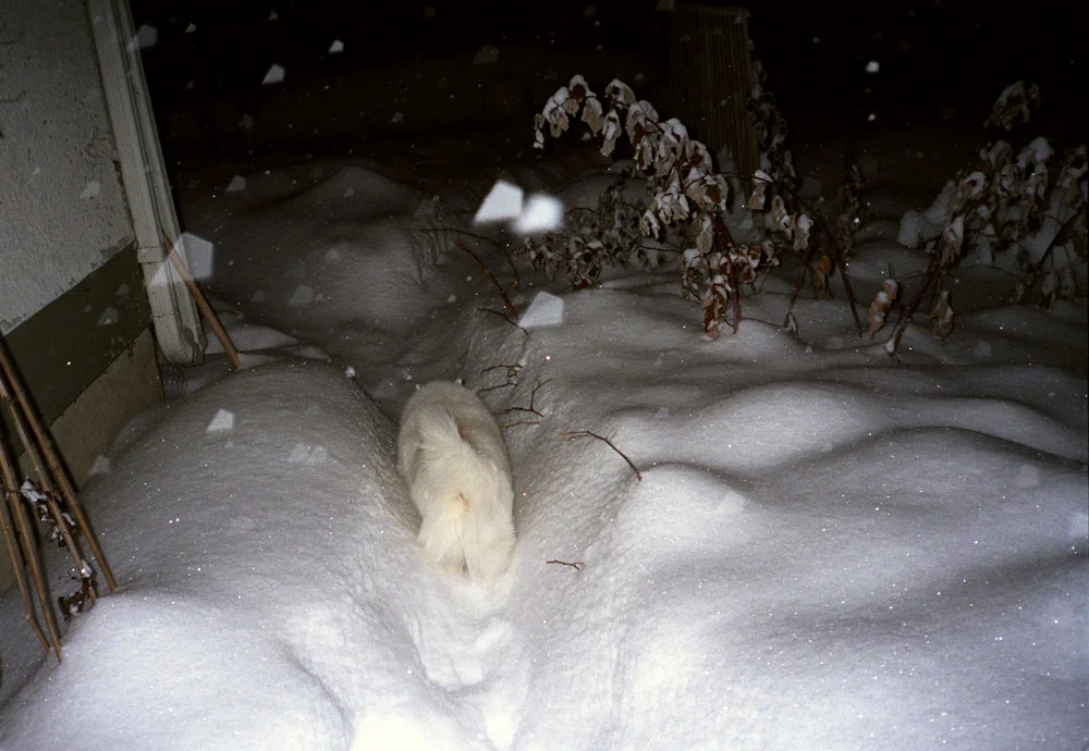 14aurorasnow.jpg