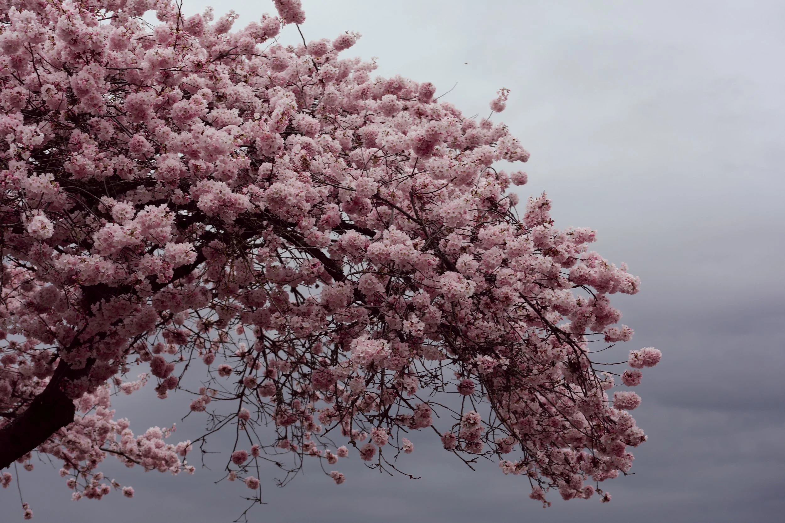 CHERRY_BLOSSOM_1.jpg