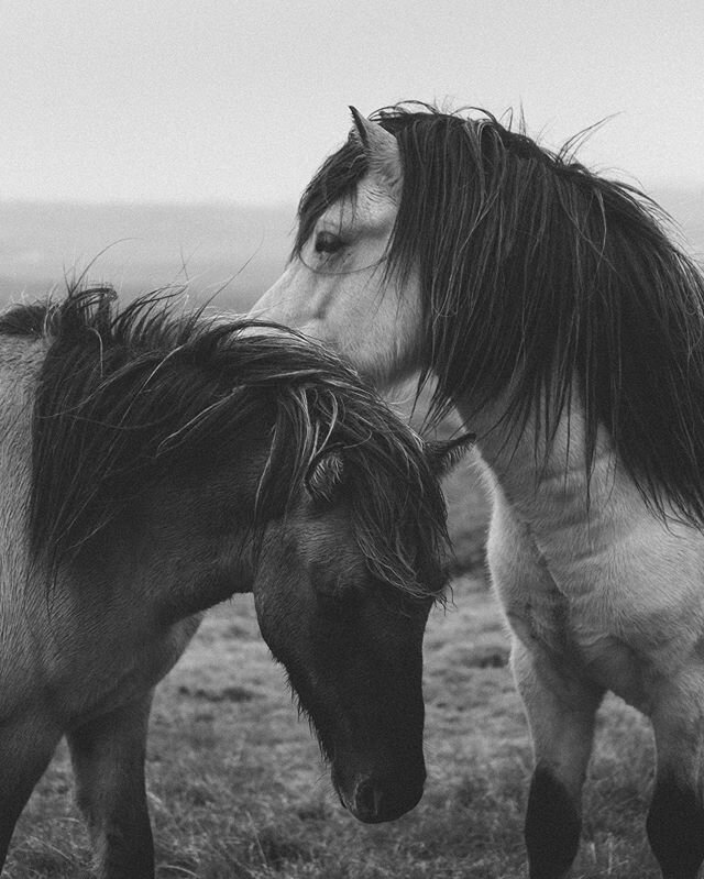 A couple of my favorite Icelandic horses🖤