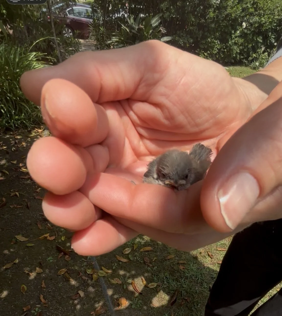 Screenshot 2025-06-09 at 1.23.18 PM.jpeg