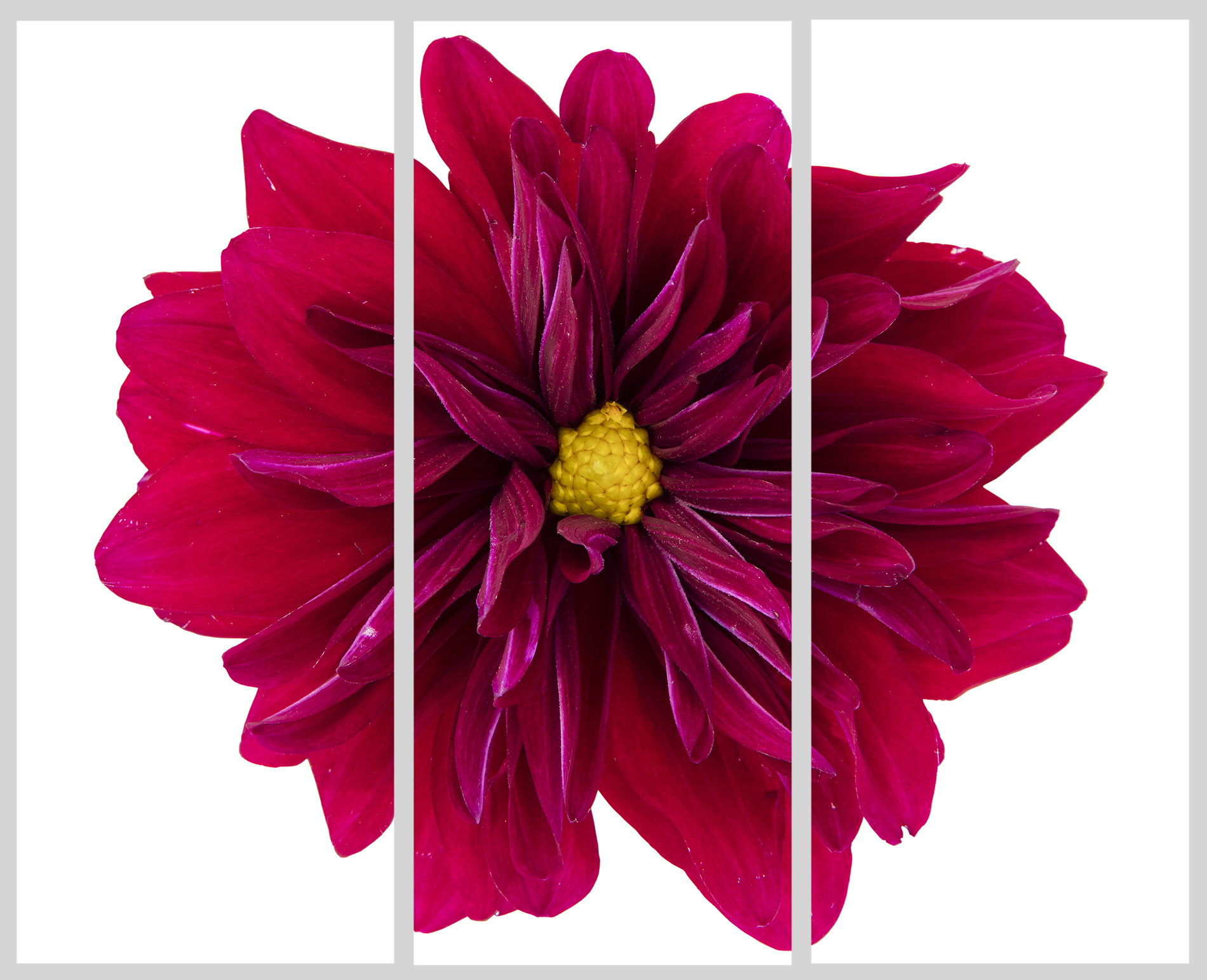 Dahlia Tryptych promo small.jpg