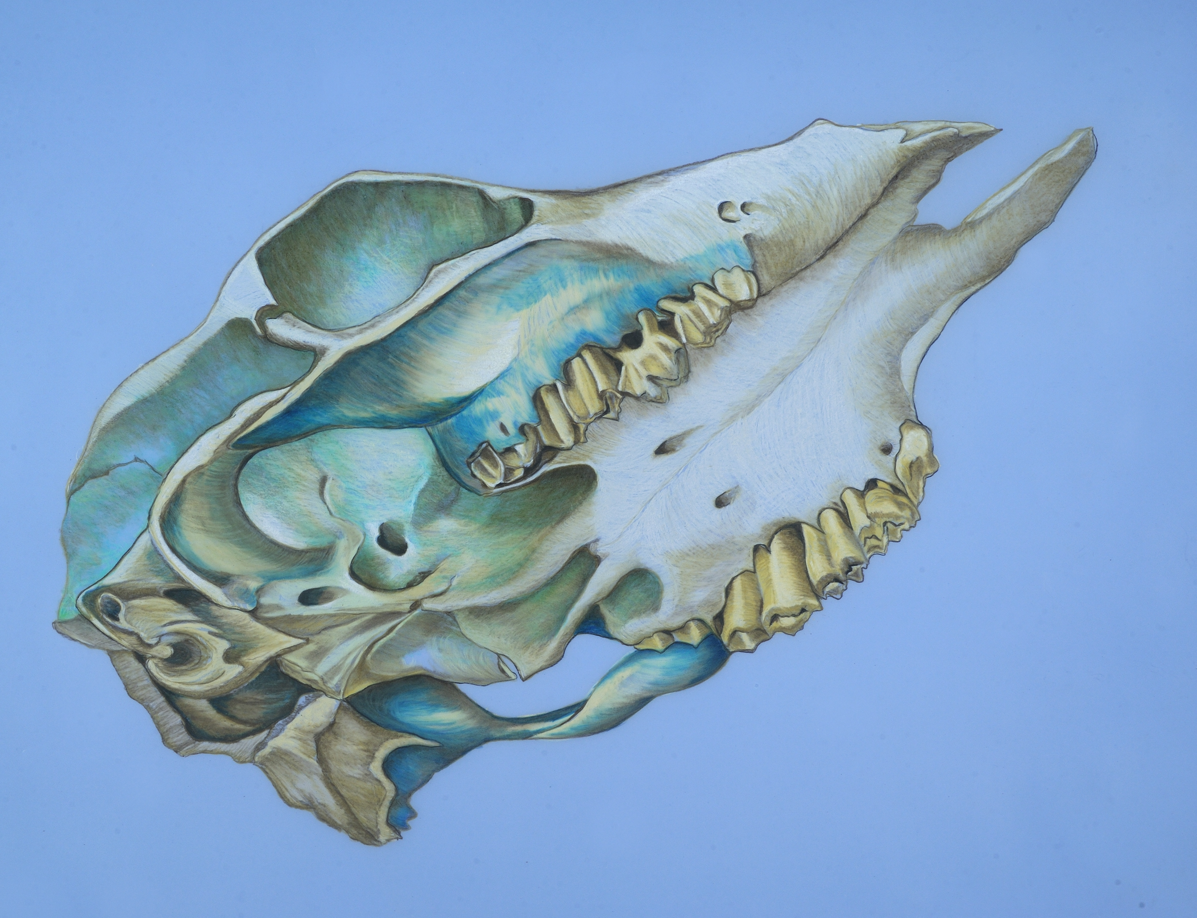 Bird-orchid Cowskull (blue).JPG