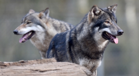 Wolves in Schleswig-Holstein in March. Photo: DPA