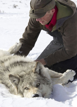 MARK GOCKE / WYOMING GAME AND FISH DEPARTMENT Ken Mills, a Wyoming Game and Fish biologist, inspects a wolf from the Lava Mountain Pack in 2014.