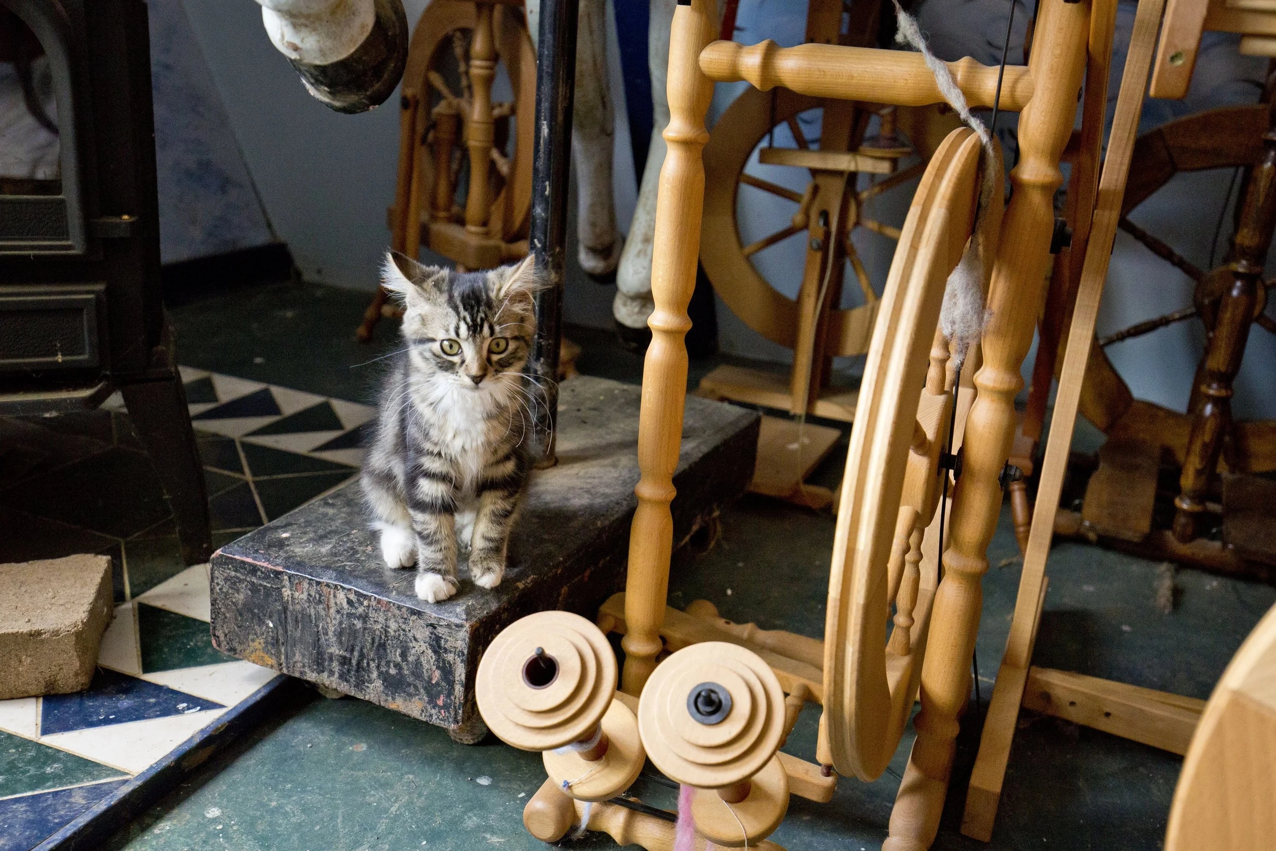SEP_1657-kitty.jpg