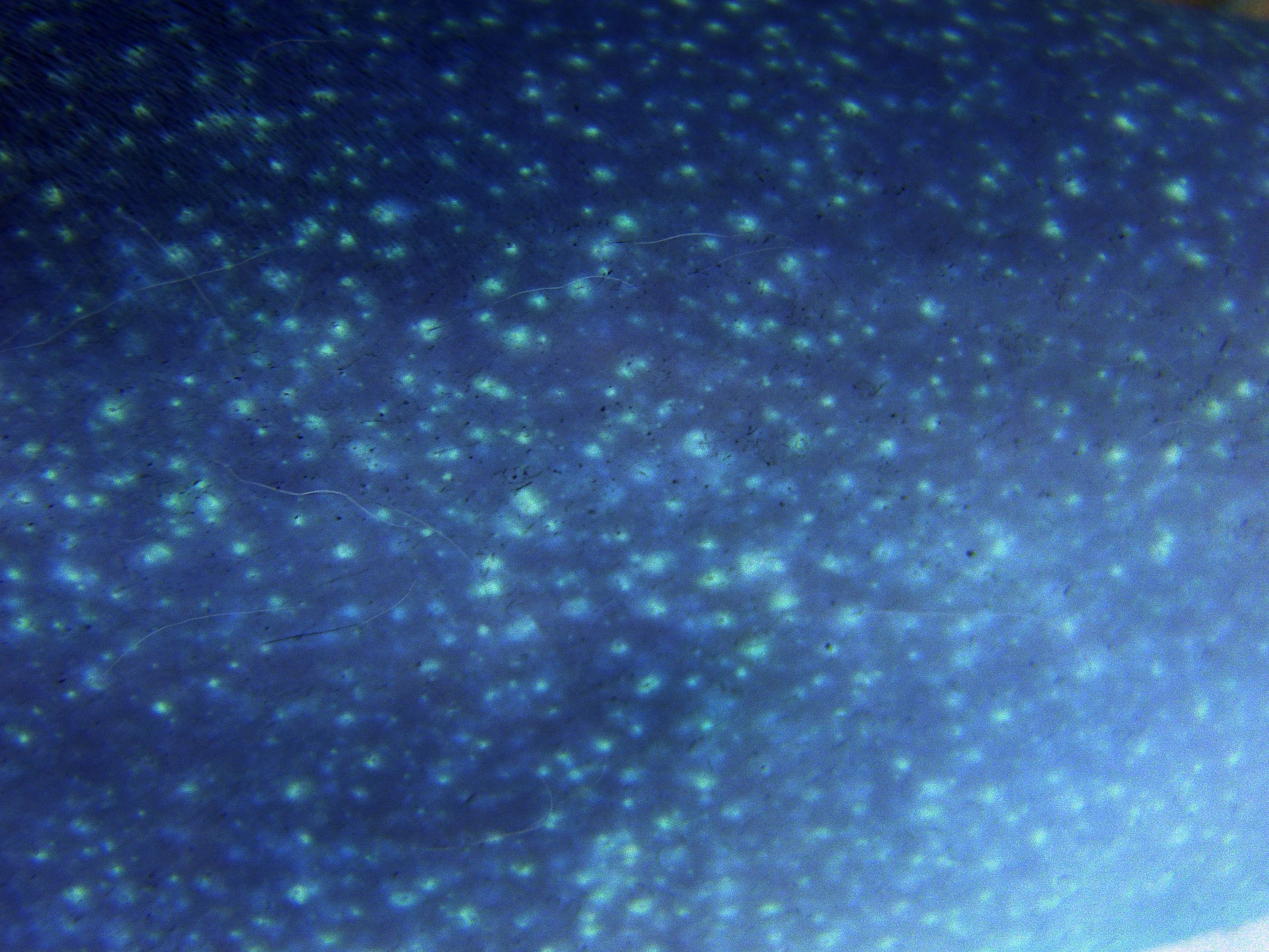 Cielo-I , 2007. Negative image print of fabric. 37 x 44"