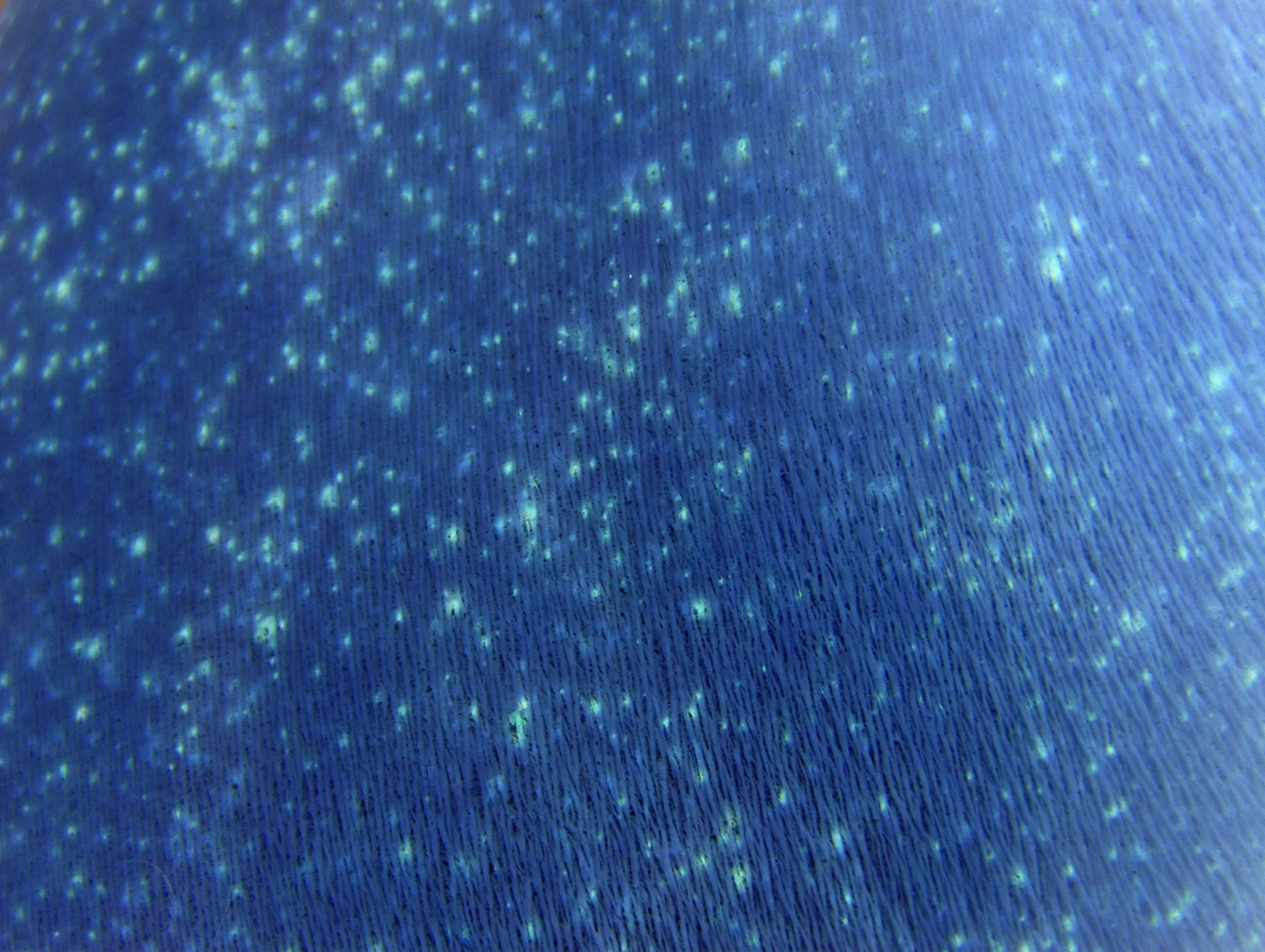 Cielo-VI , 2007. Negative image print of fabric. 37 x 44"