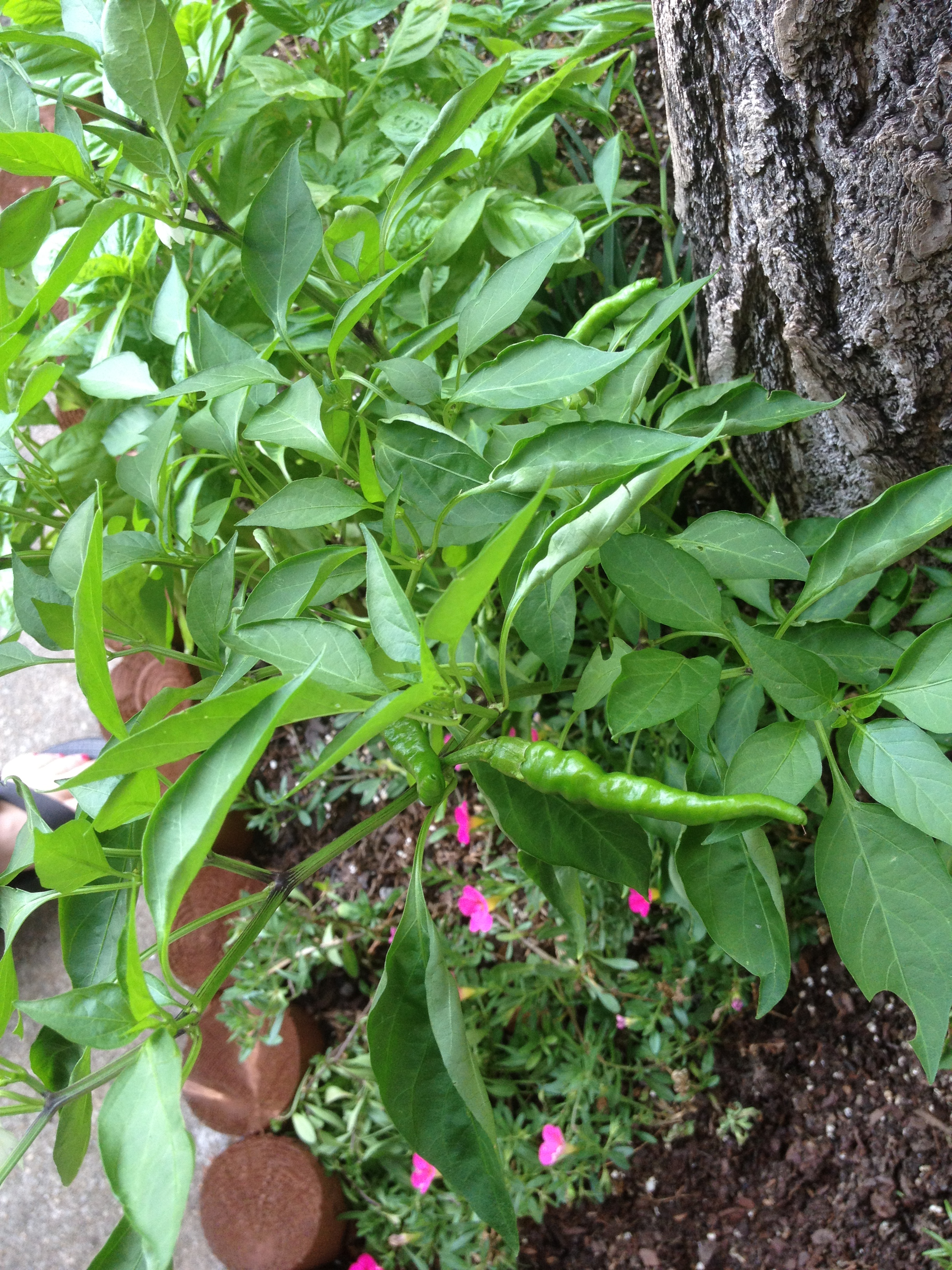 Cleverly Named Green Chili