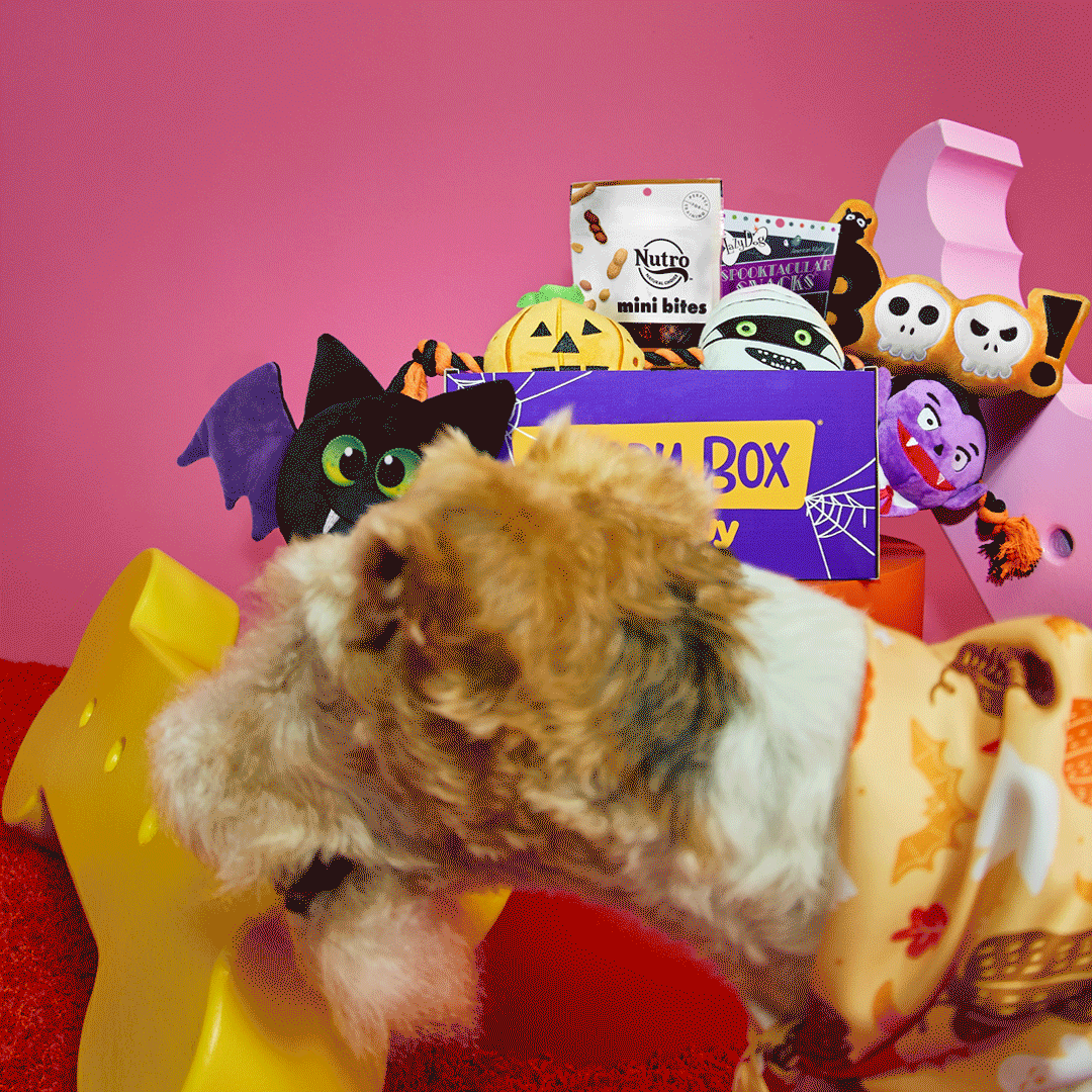 2022-Halloween-ProdSpotlight-LargeDog-GoodyBox-IG-Post-1x1.gif