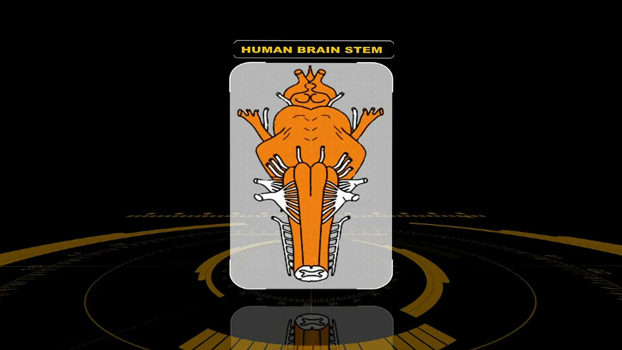 ishtar brainstem-7.jpeg
