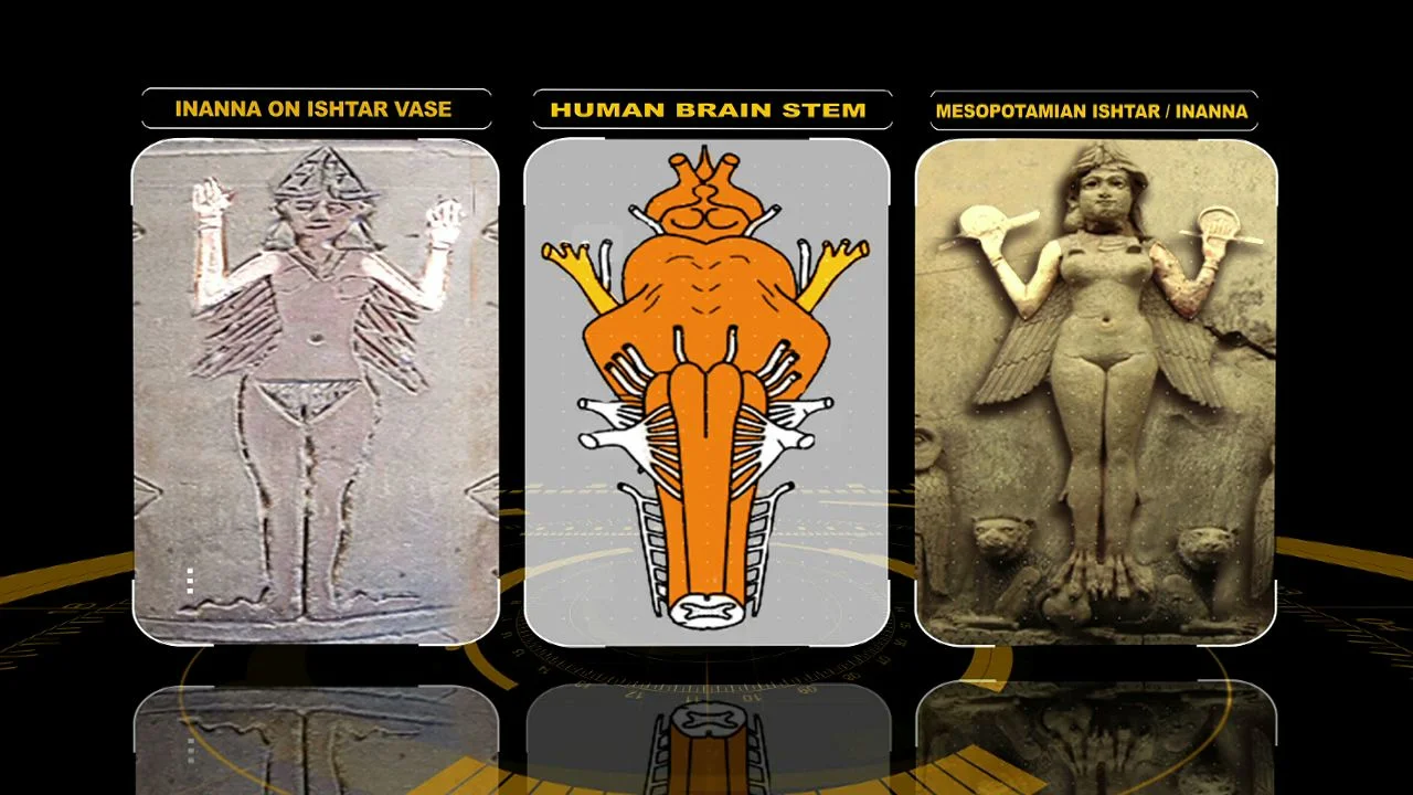 ishtar brainstem-9.jpeg