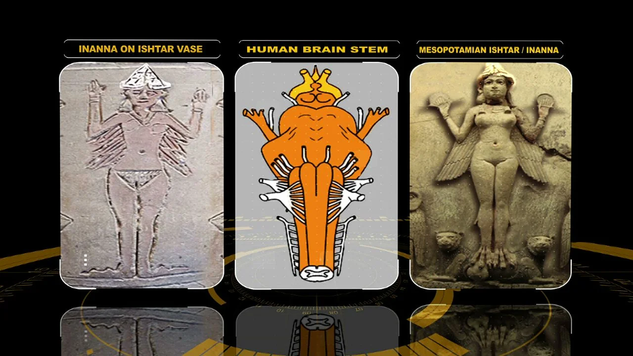 ishtar brainstem-10.jpeg