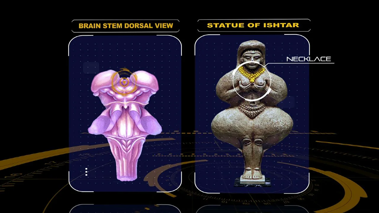 ishtar brainstem-12.jpeg