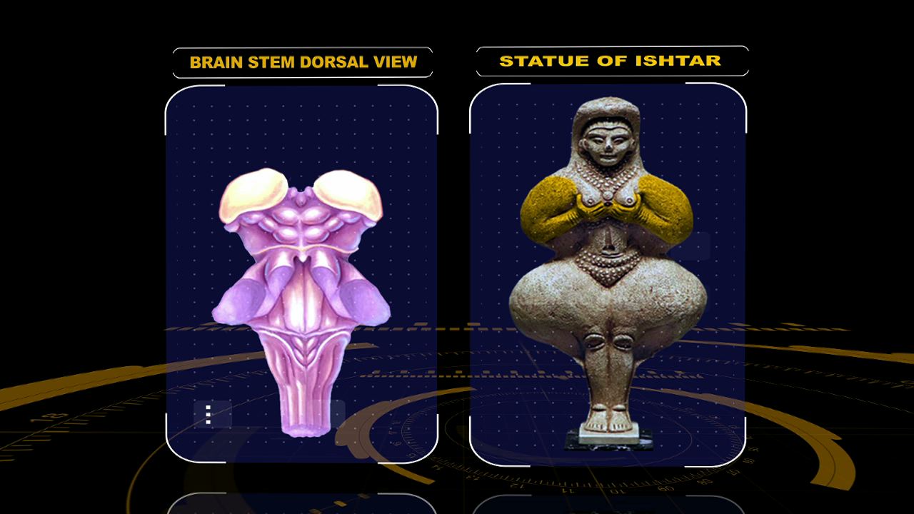 ishtar brainstem-13.jpeg